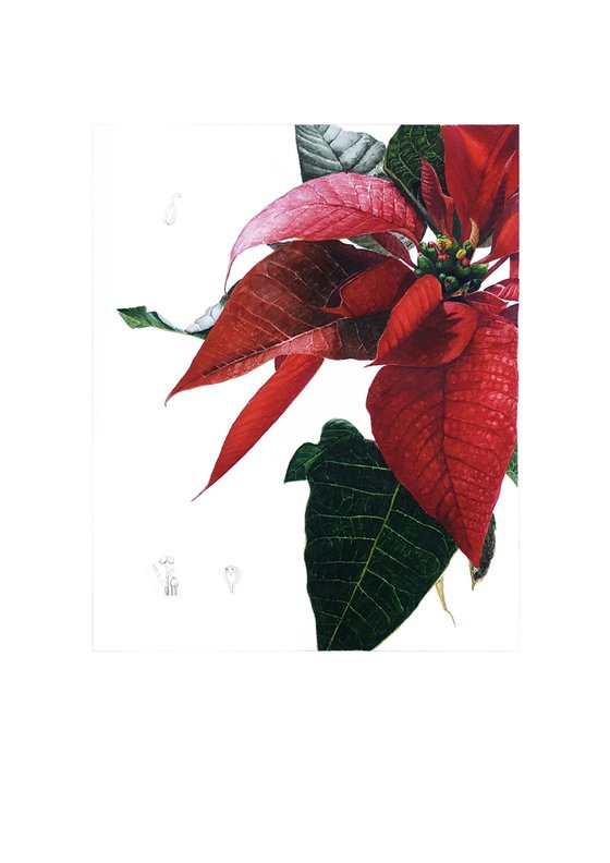 Poinsettia