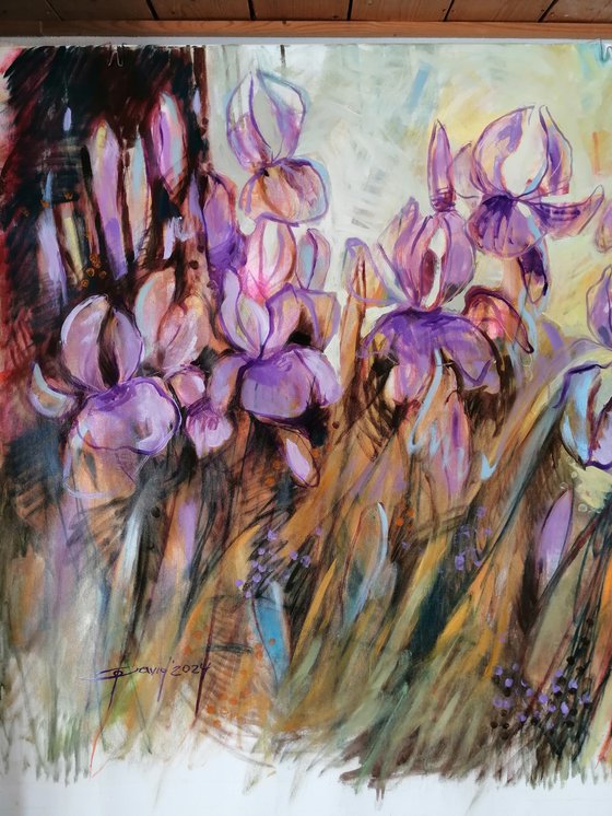 My irises