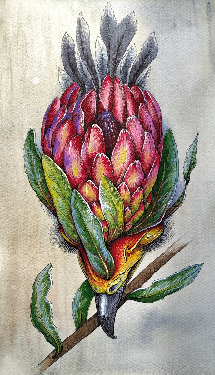 Protea by Anna Shabalova