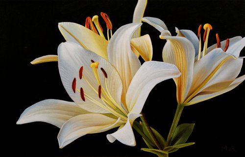 White Lilies by Dietrich Moravec