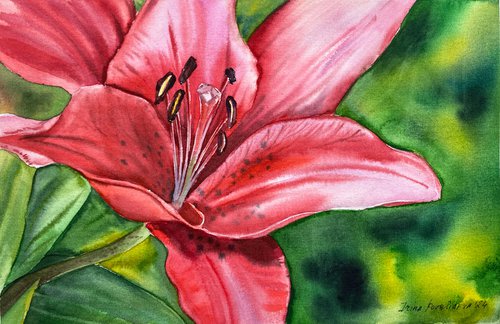 Vibrant Red Lily watercolor painting flower art by Irina Povaliaeva