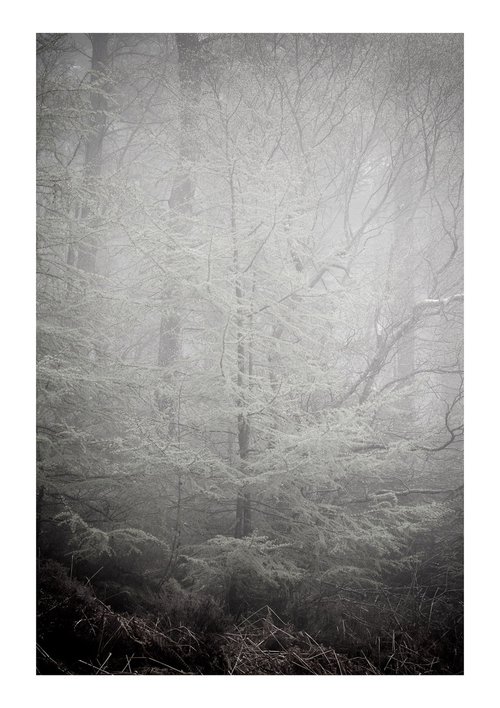 May Forest III by David Baker