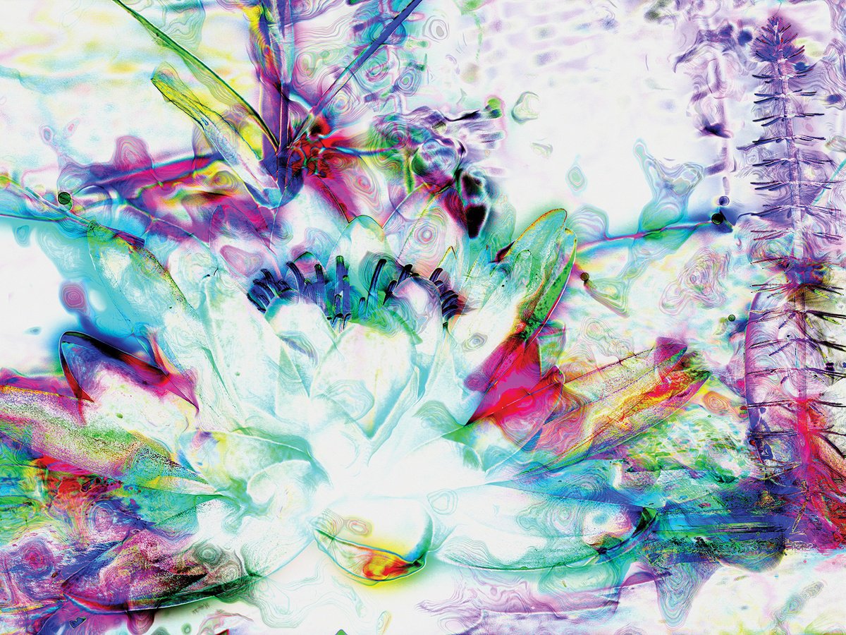 Abstract Botanical Print By Javier Diaz, 80 X 60, Contornos 5, Original Artwork