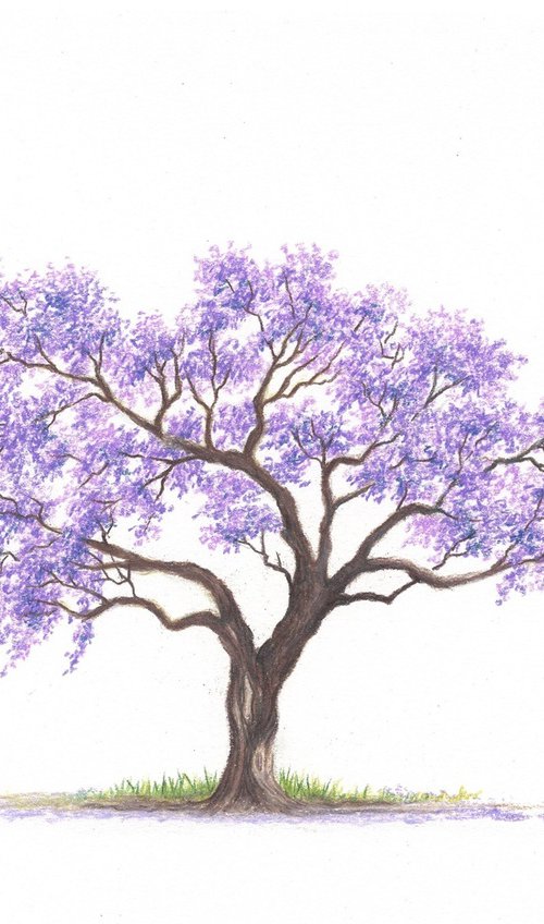 Purple blossoms by Shweta Mahajan