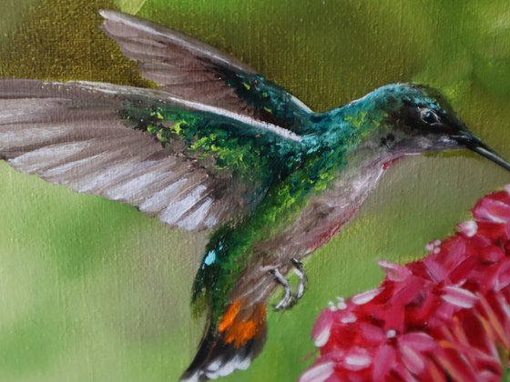 Hummingbird