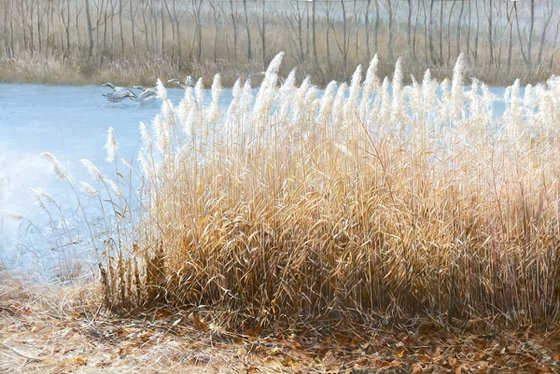 Reeds beside river c2043