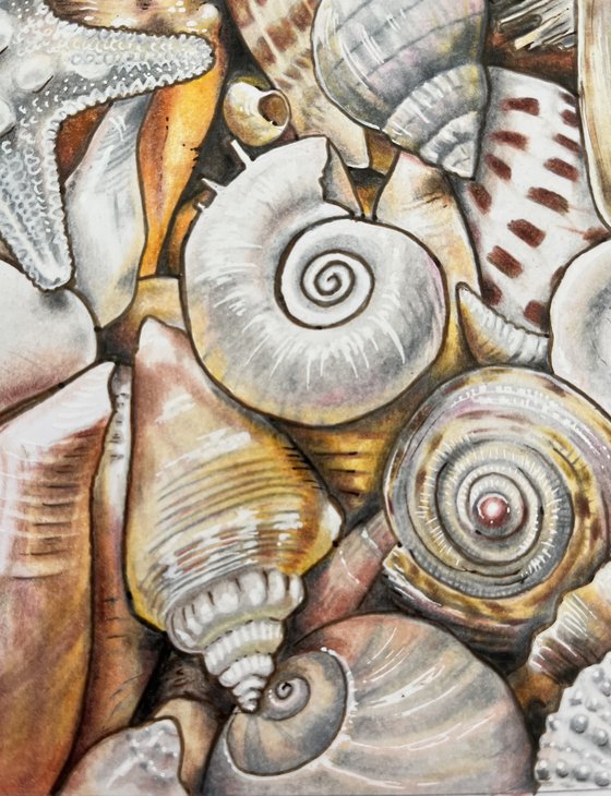Shells