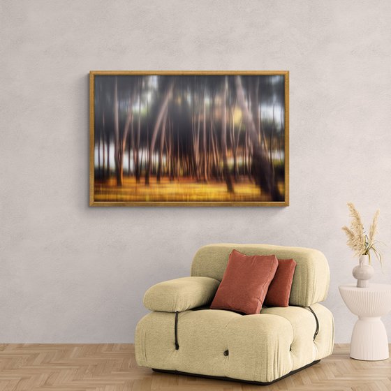 Shimmering pines