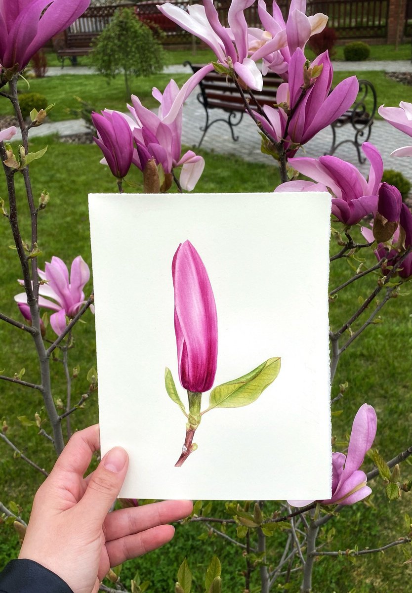 Magnolia by Tina Shyfruk