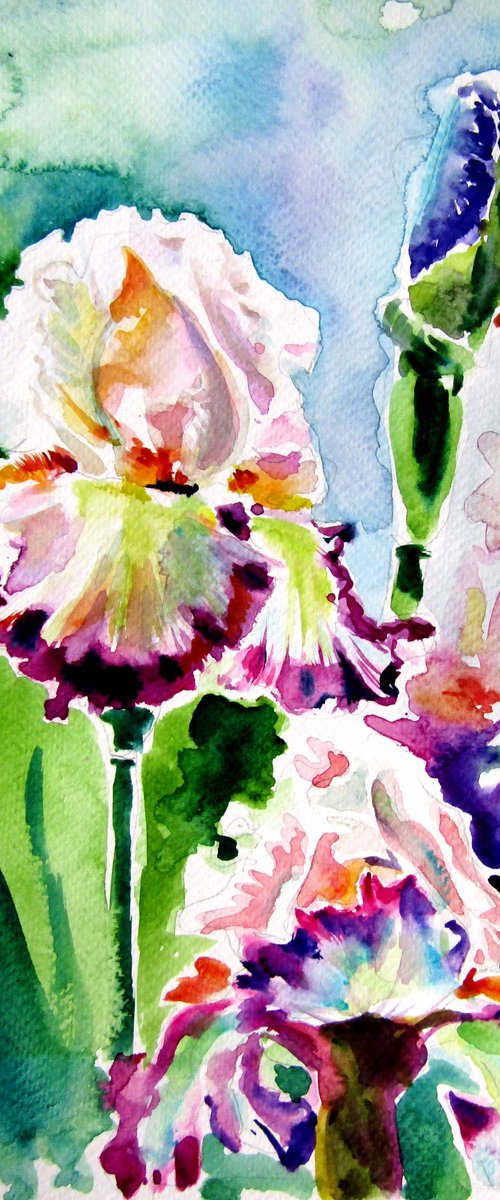Iris from the garden by Kovács Anna Brigitta