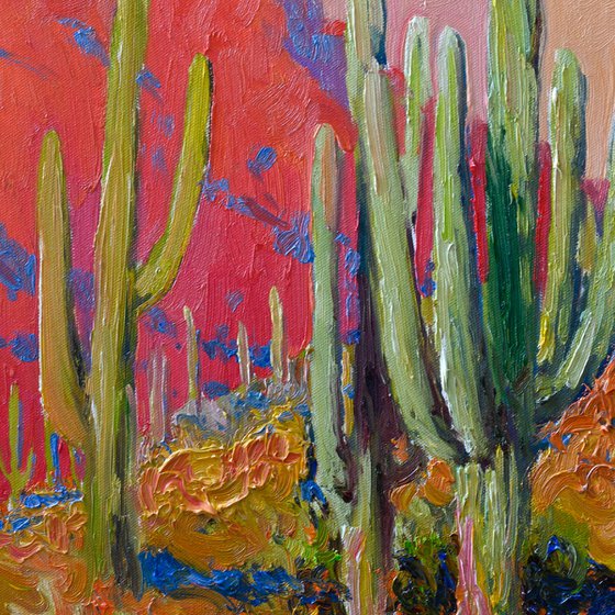 Evening. Saguaro Cactuses