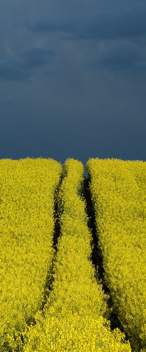 Yellow fields by Jacek Falmur