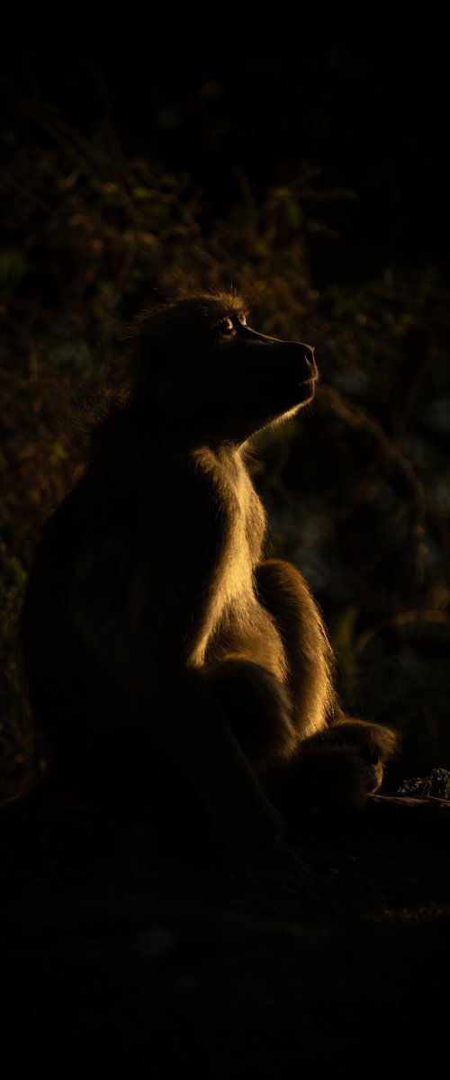 Basking Baboon by Nick Dale