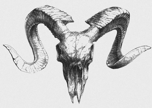 Bull skull v.01 by Mikolaj Cielniak