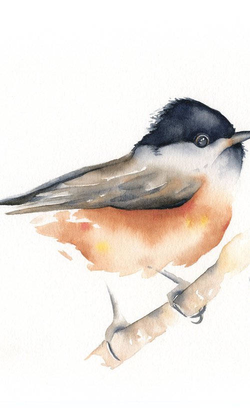 Chickadee by ieva Janu