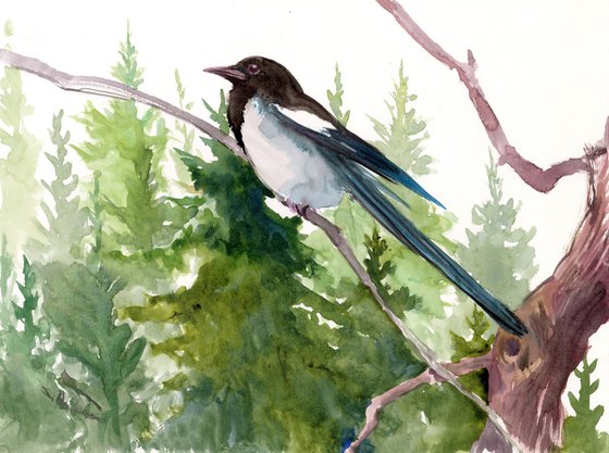 Magpie in the forest