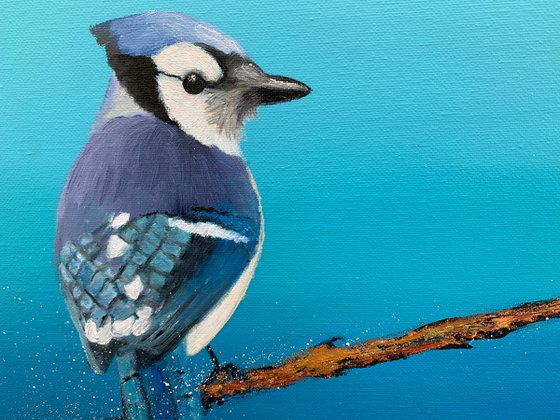 Young Blue Jay