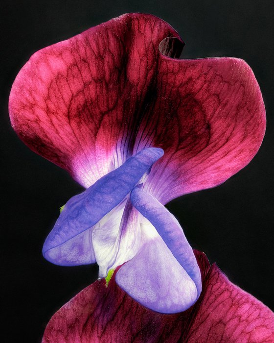 SWEET PEAS - studio edition