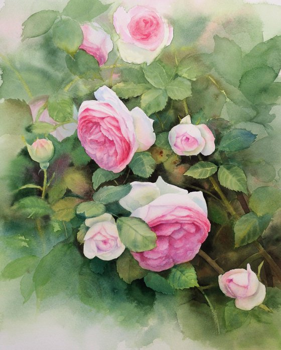 Pink Roses Watercolor