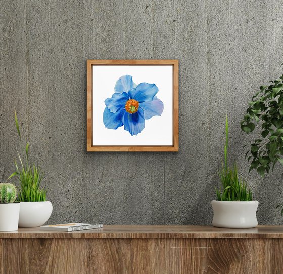 Blue poppy. Original watercolor artwork