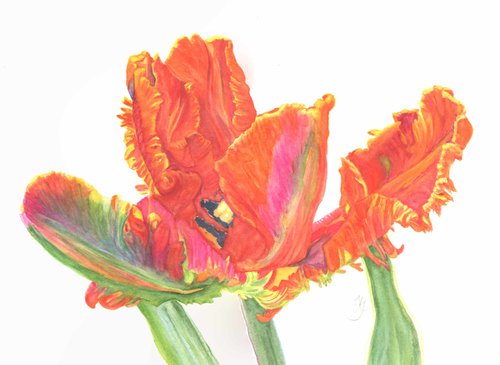 Red Parrot Tulip by Jenny Alsop