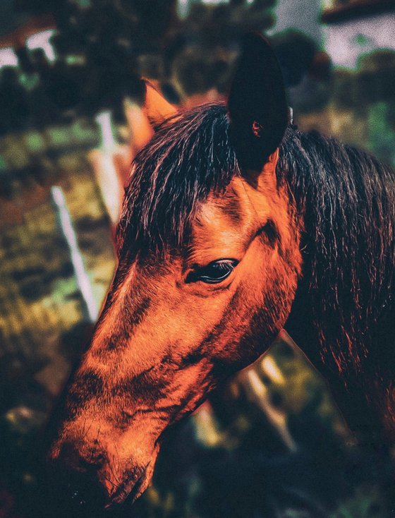 Horse