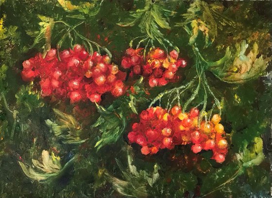 Red Viburnum