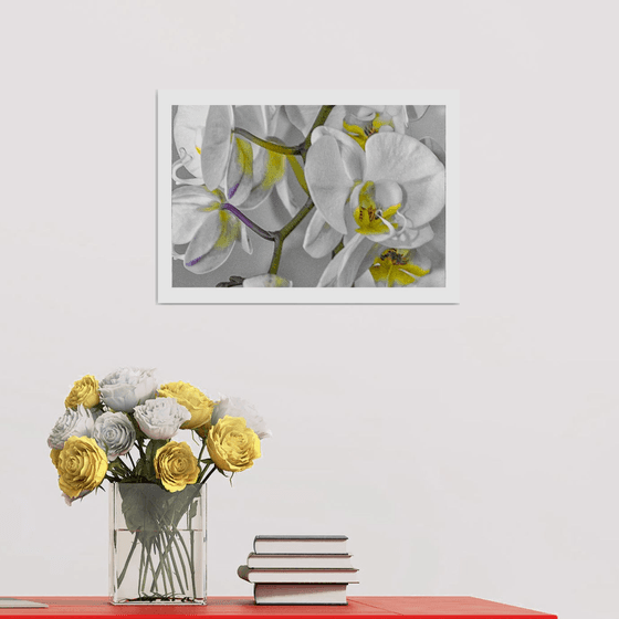 White Orchid. Limited Edition 1/50 15x10 inch Photographic Print