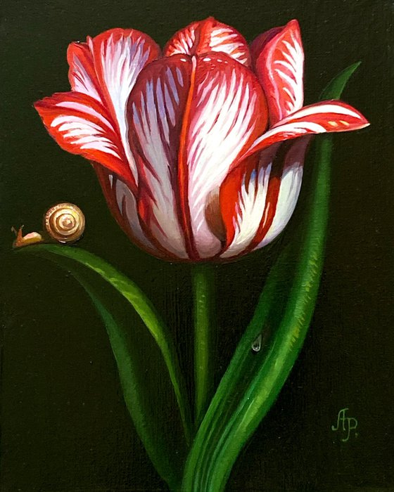 Tulip and snail
