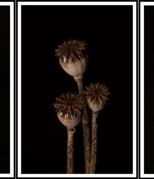 Poppy Heads Triptych by V Sebastian