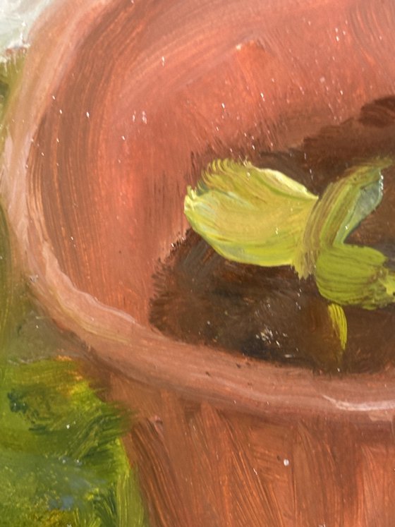 Squash Plants