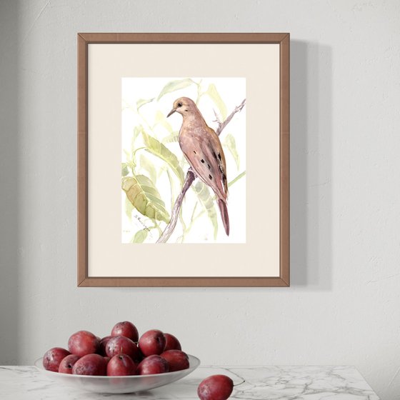 Mourning Dove