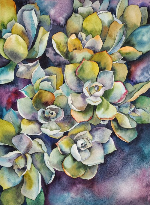 Succulents by Delnara El
