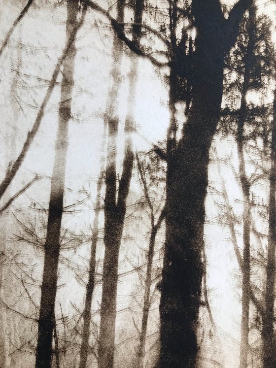The Waking Woods