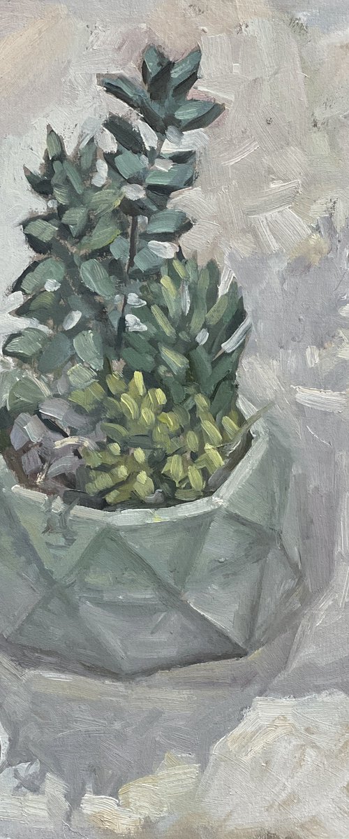 Succulent in an octagonal pot by Louise Gillard