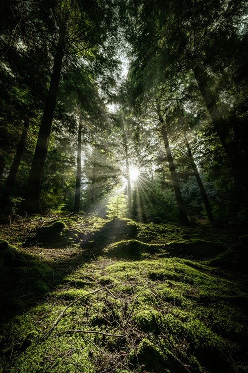 Sunburst through Mossy wood by Paul Nash