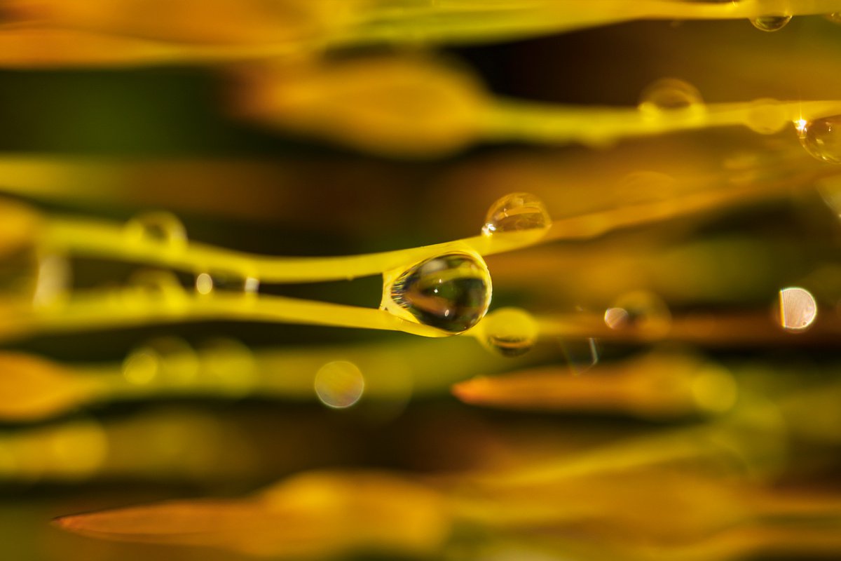 Mossy Cosmos - macro photo of dewdrops on the moss sporophytes, limited edition print, war... by Inna Etuvgi