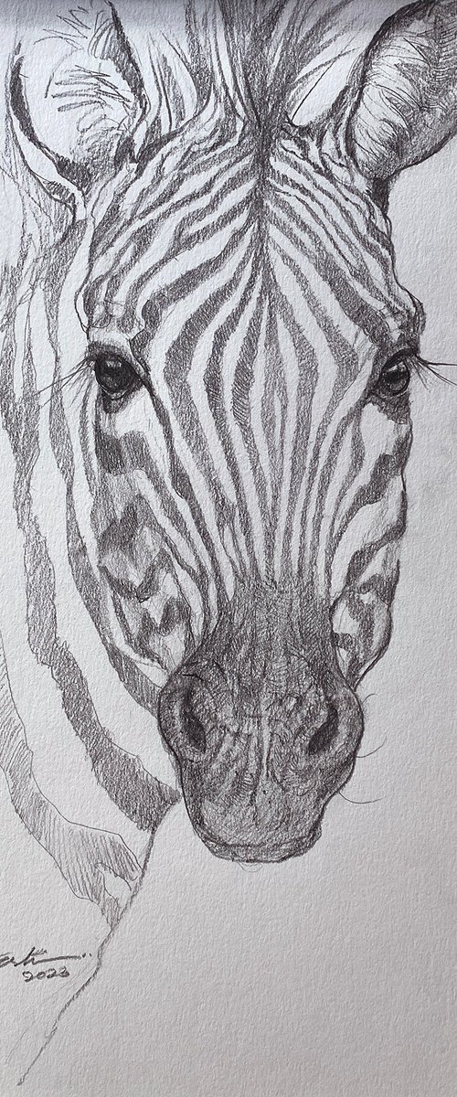 'Hey, you!'_Zebra Sketch by Arti Chauhan