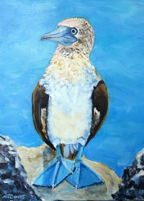 Blue-Footed Boobie