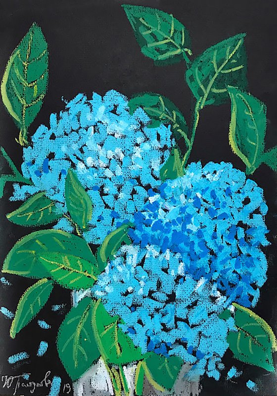 Hydrangea