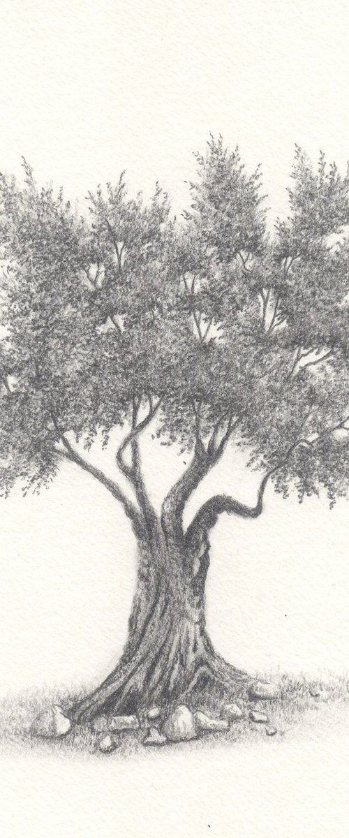Olive tree II by Shweta  Mahajan