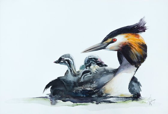 Great crested grebe