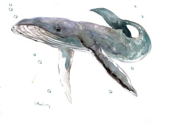 Humpback Whale