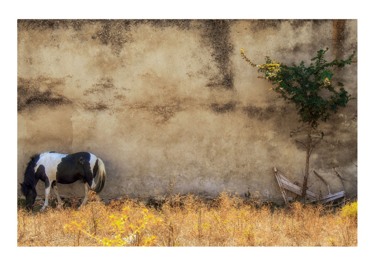 Baked and Grazing. Limited Edition 1/50 15x10 inch Photographic Print by Graham Briggs