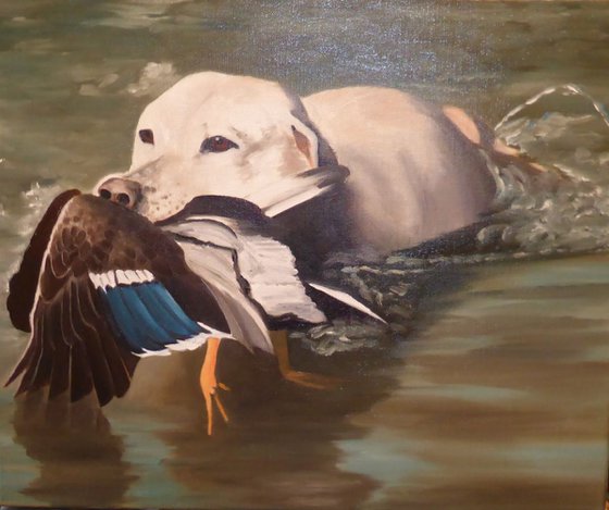 labrador and duck mallard