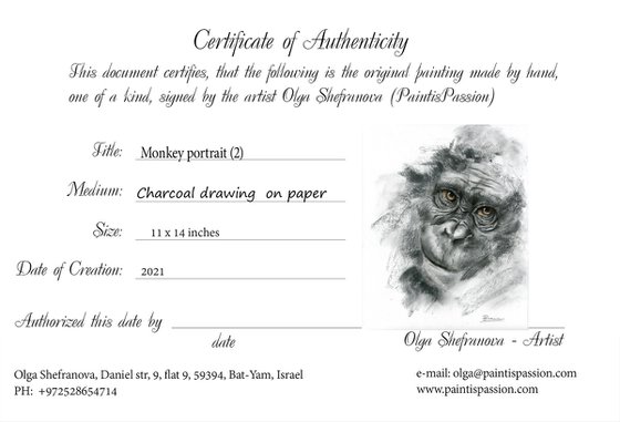 Monkey portrait (2) - Charcoal drawing