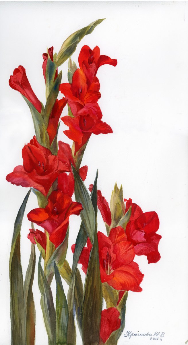 Photorealistic Botanical Watercolour By Yulia Krasnov, 12 X 21", Red Gladiolus, Original Artwork