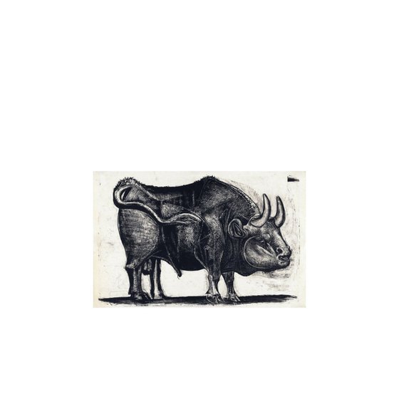 Rosenrot V - bull profile (retaken)