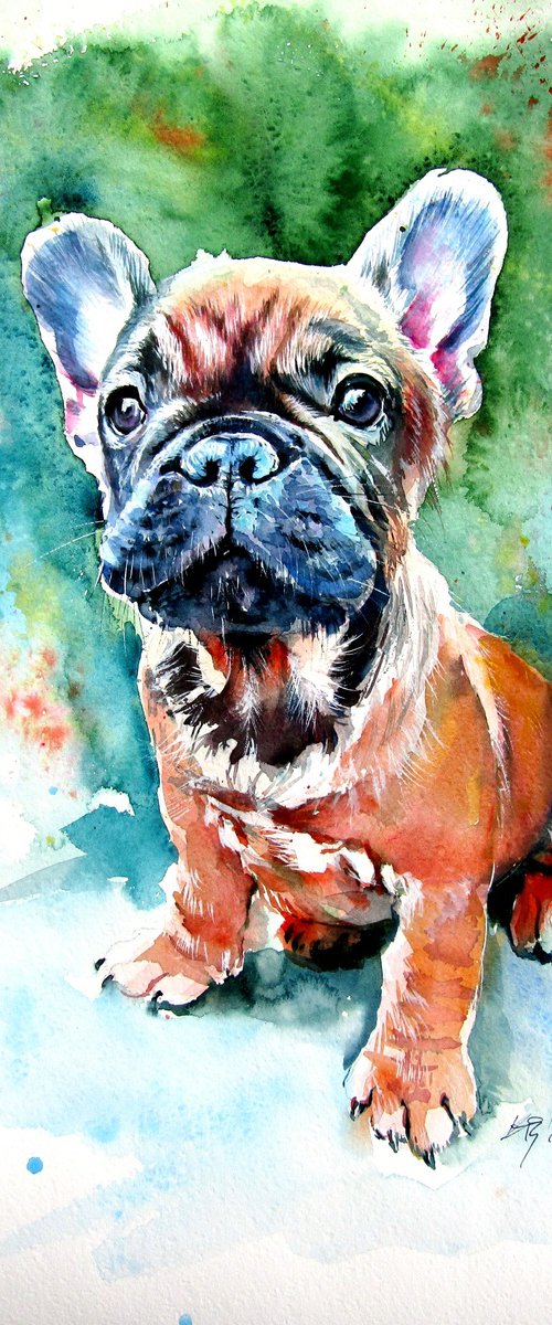 French bulldog puppy by Kovács Anna Brigitta
