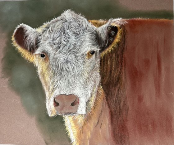 Hereford cow